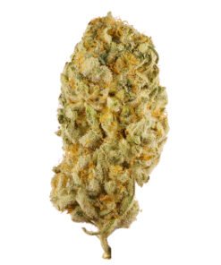jack-herer