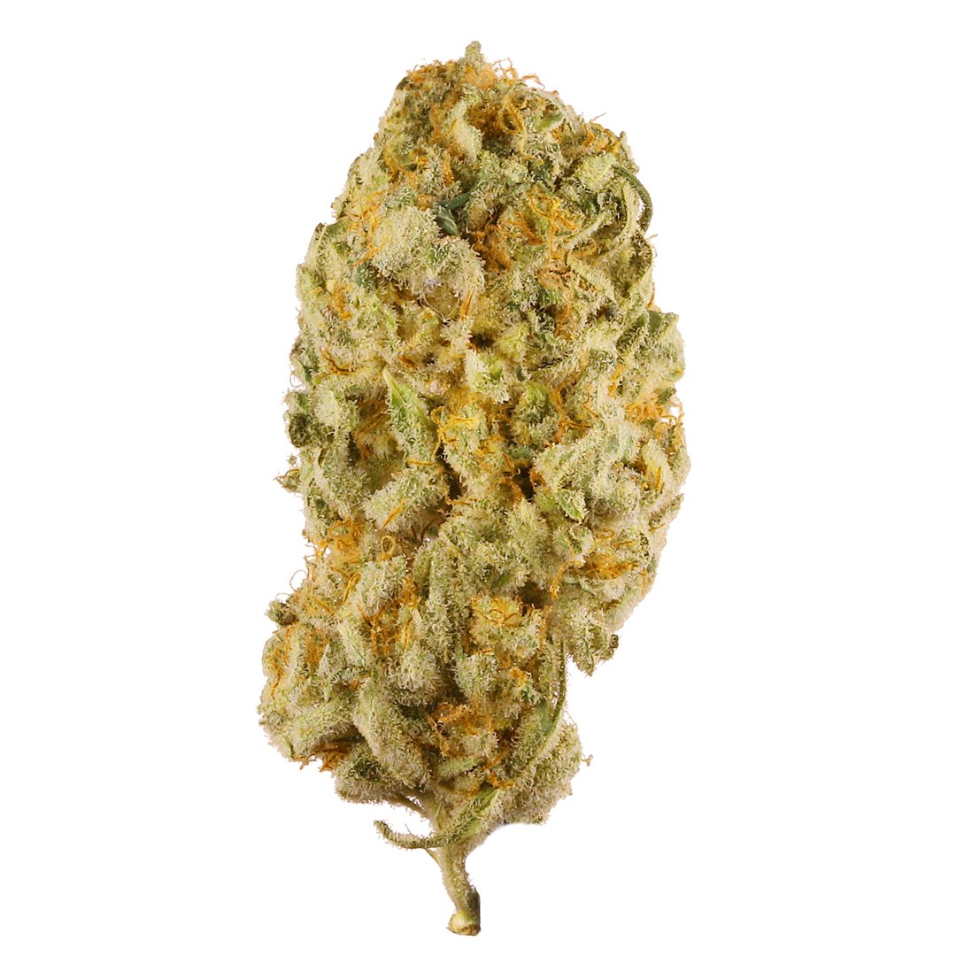 JACK HERER: The Legendary Sativa Hybrid for Creativity & Clarity”