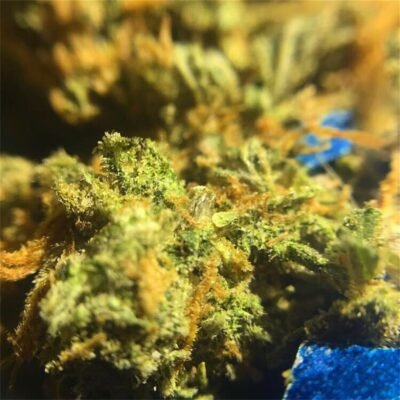 jack-herer